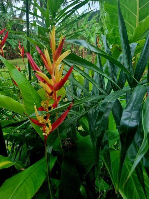 Willa Mana Mountain View Retreat Rarotonga Zewnętrze zdjęcie